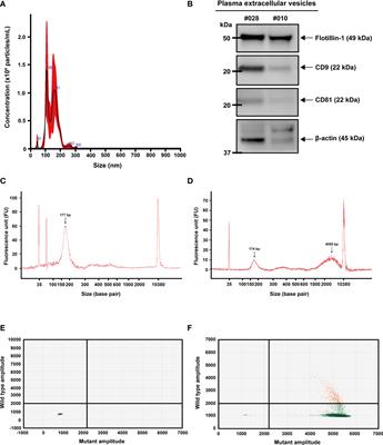 Detection of circulating KRAS mutant DNA in extracellular vesicles using droplet digital PCR in patients with colon cancer